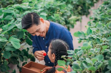 Asyalı bir baba ve kızı, kapalı alandaki yenilikçi bir çiftlikte çilek toplamak için eşleşiyor. Sırayla lezzetli meyveleri yerken çilekleri nasıl topladıklarını paylaştılar..