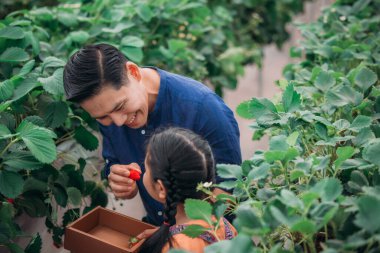 Asyalı bir baba ve kızı, kapalı alandaki yenilikçi bir çiftlikte çilek toplamak için eşleşiyor. Sırayla lezzetli meyveleri yerken çilekleri nasıl topladıklarını paylaştılar..