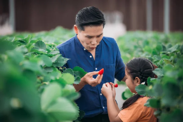 Asian Father Daughter Pair Collect Strawberries Innovative Indoor Farm Shared — Stock Photo, Image