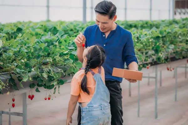 Asian Father Daughter Pair Collect Strawberries Innovative Indoor Farm Shared — Stock Photo, Image