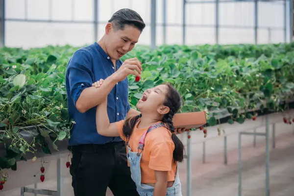 Padre Asiático Hija Unen Para Recoger Fresas Una Innovadora Granja — Foto de Stock