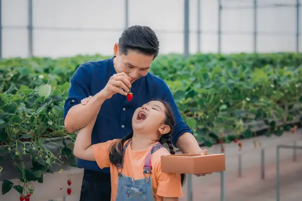 Asyalı bir baba ve kızı, kapalı alandaki yenilikçi bir çiftlikte çilek toplamak için eşleşiyor. Sırayla lezzetli meyveleri yerken çilekleri nasıl topladıklarını paylaştılar..