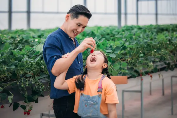 Asyalı bir baba ve kızı, kapalı alandaki yenilikçi bir çiftlikte çilek toplamak için eşleşiyor. Sırayla lezzetli meyveleri yerken çilekleri nasıl topladıklarını paylaştılar..