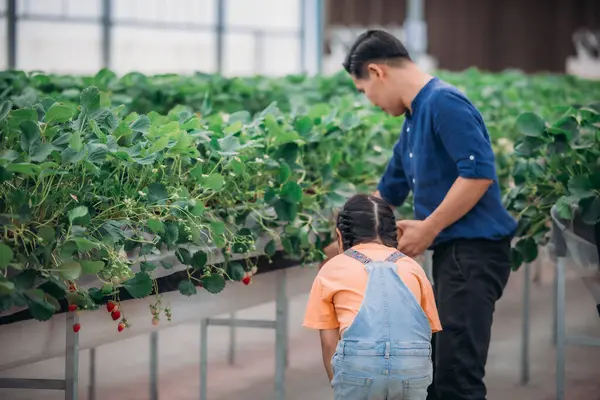 Asyalı bir baba ve kızı, kapalı alandaki yenilikçi bir çiftlikte çilek toplamak için eşleşiyor. Sırayla lezzetli meyveleri yerken çilekleri nasıl topladıklarını paylaştılar..