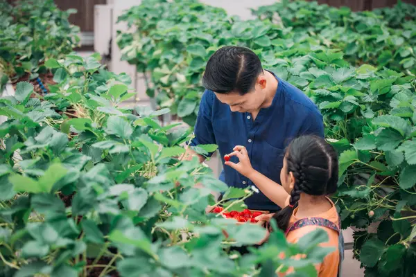 Asyalı bir baba ve kızı, kapalı alandaki yenilikçi bir çiftlikte çilek toplamak için eşleşiyor. Sırayla lezzetli meyveleri yerken çilekleri nasıl topladıklarını paylaştılar..