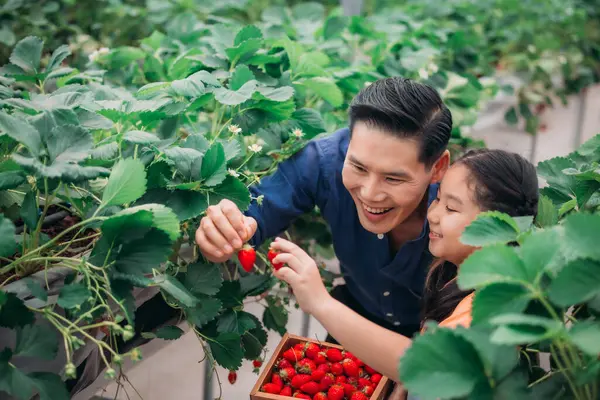 Asyalı bir baba ve kızı, kapalı alandaki yenilikçi bir çiftlikte çilek toplamak için eşleşiyor. Sırayla lezzetli meyveleri yerken çilekleri nasıl topladıklarını paylaştılar..