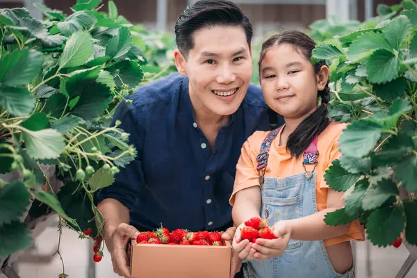 Padre Asiático Hija Unen Para Recoger Fresas Una Innovadora Granja — Foto de Stock