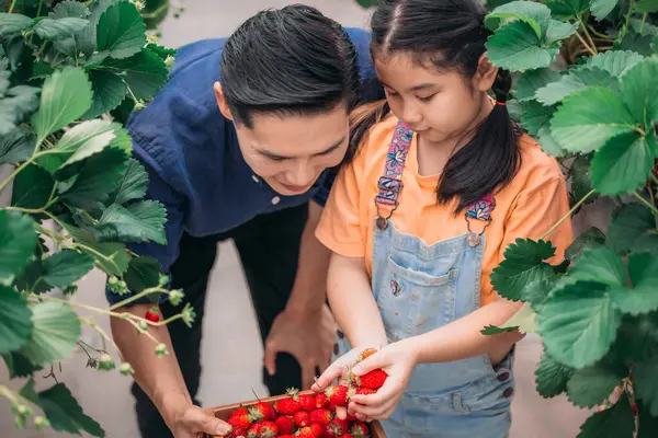 Asyalı bir baba ve kızı, kapalı alandaki yenilikçi bir çiftlikte çilek toplamak için eşleşiyor. Sırayla lezzetli meyveleri yerken çilekleri nasıl topladıklarını paylaştılar..
