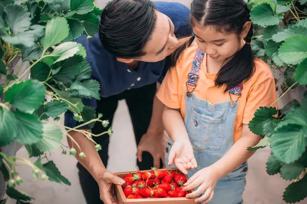 Asyalı bir baba ve kızı, kapalı alandaki yenilikçi bir çiftlikte çilek toplamak için eşleşiyor. Sırayla lezzetli meyveleri yerken çilekleri nasıl topladıklarını paylaştılar..