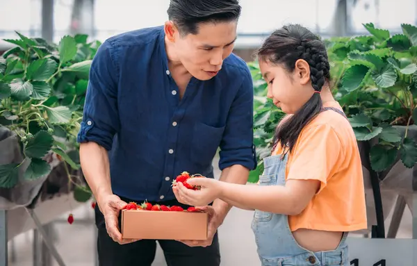 Asyalı bir baba ve kızı, kapalı alandaki yenilikçi bir çiftlikte çilek toplamak için eşleşiyor. Sırayla lezzetli meyveleri yerken çilekleri nasıl topladıklarını paylaştılar..