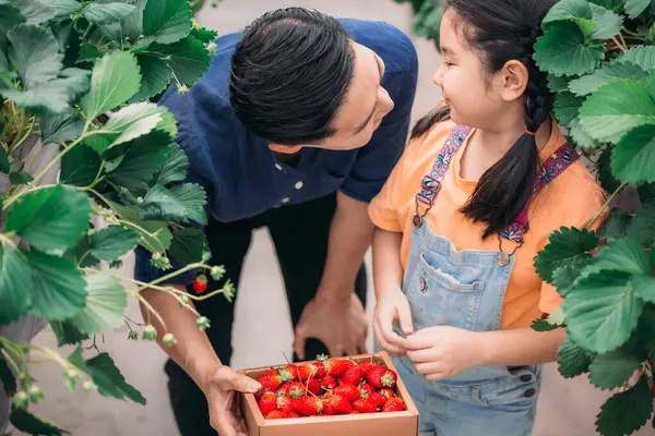 Asyalı bir baba ve kızı, kapalı alandaki yenilikçi bir çiftlikte çilek toplamak için eşleşiyor. Sırayla lezzetli meyveleri yerken çilekleri nasıl topladıklarını paylaştılar..