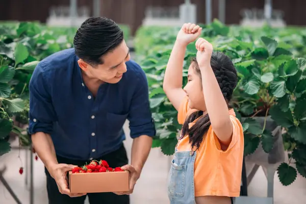 Padre Asiático Hija Unen Para Recoger Fresas Una Innovadora Granja —  Fotos de Stock