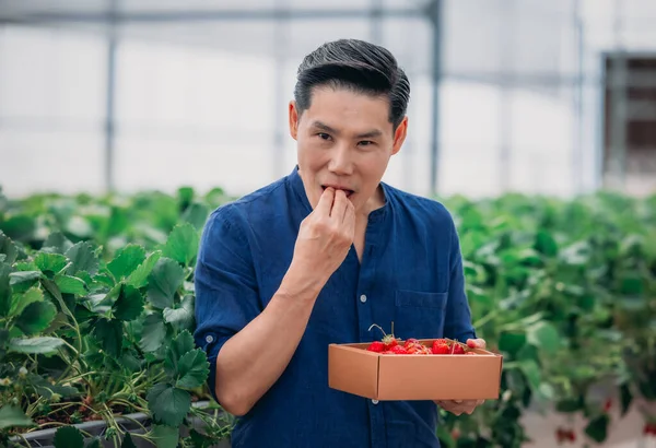 A man tastes a freshly picked strawberry while holding a box full of berries.