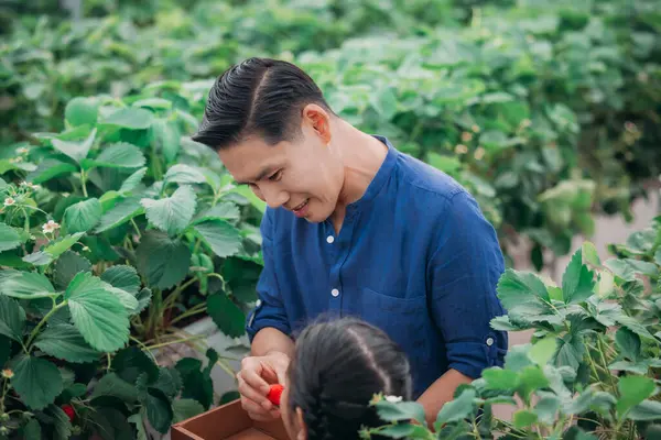 一对亚洲父亲和女儿成双成对地在一个创新的室内农场采摘草莓 他们一边轮流吃着美味的草莓 一边津津有味地分享他们是如何采摘草莓的 — 图库照片