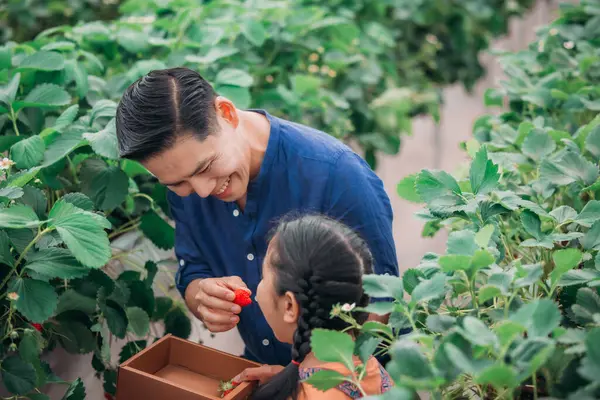 Asyalı bir baba ve kızı, kapalı alandaki yenilikçi bir çiftlikte çilek toplamak için eşleşiyor. Sırayla lezzetli meyveleri yerken çilekleri nasıl topladıklarını paylaştılar..