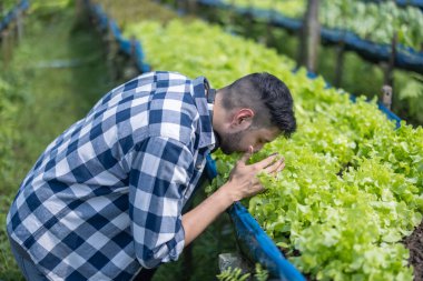 Ekose gömlekli organik tarım sahibi, yeşil bir marulun içindeki toprağı yakından inceliyor ve kokluyor. Bu da küçük işletmelerde organik tarım ve kaliteli ürün ekimine bağlılığını gösteriyor..