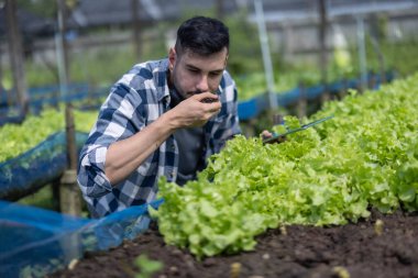 Ekose gömlekli organik tarım sahibi, yeşil bir marulun içindeki toprağı yakından inceliyor ve kokluyor. Bu da küçük işletmelerde organik tarım ve kaliteli ürün ekimine bağlılığını gösteriyor..