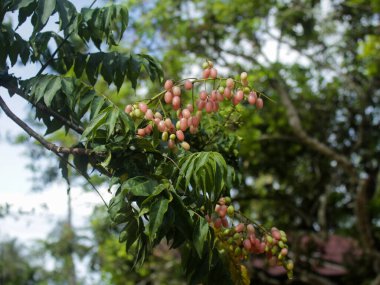 Clausena lansium, Çince huang pi (