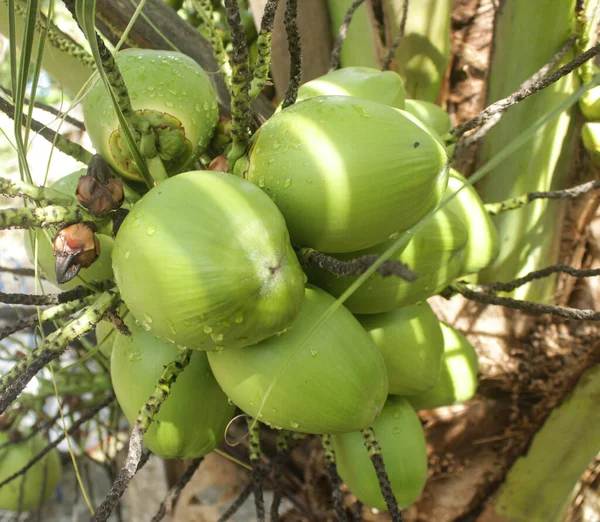 ヤシの実は木の上に非常に密にぶら下がっている 若いココナッツが木の上に吊るされ — ストック写真