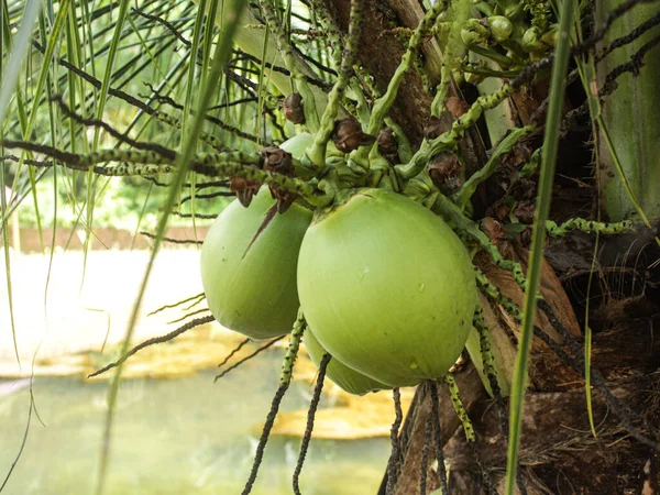 Kokosfrukt Hänger Trädet Mycket Tätt Ung Kokosnöt Hängande Trädet Grön — Stockfoto
