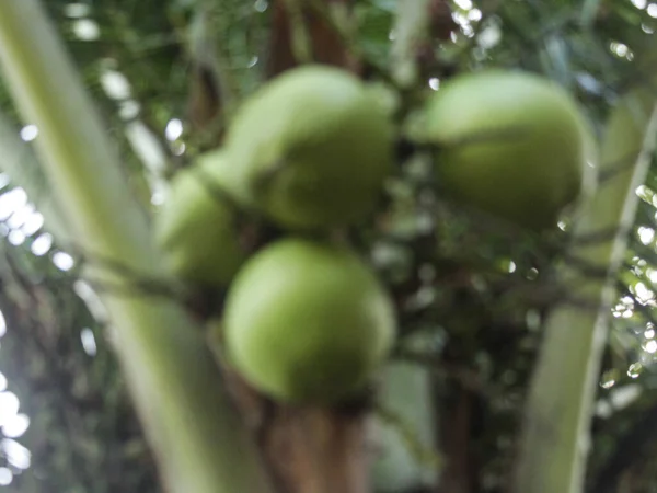 Kokosfrukt Hänger Trädet Mycket Tätt Ung Kokosnöt Hängande Trädet Grön — Stockfoto