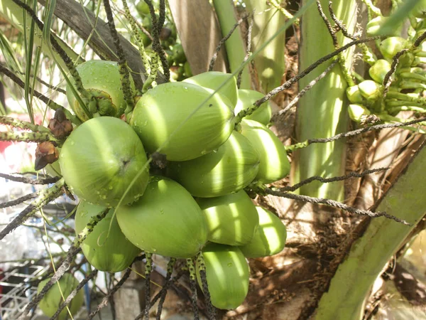Fruta Coco Colgando Árbol Muy Densamente Coco Joven Colgado Árbol —  Fotos de Stock