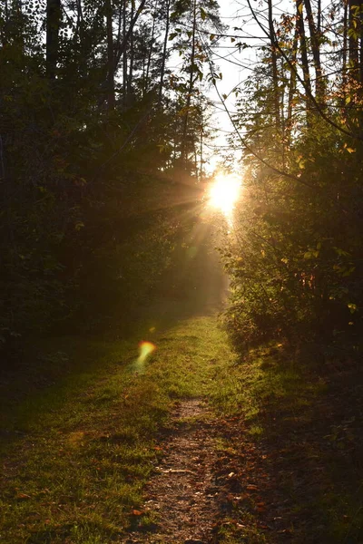 stock image forest with trees in the morning.