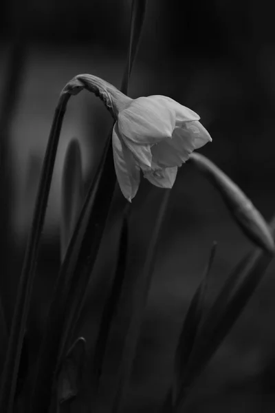 Weiße Tulpen Wachsen Garten Frühlingskonzept — Stockfoto