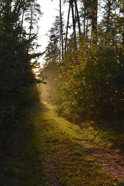 Gyönyörű Őszi Erdő Fák Zöld Levelek — Stock Fotó