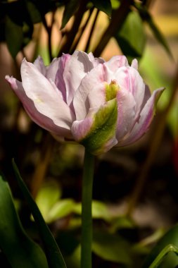 Bahçedeki güzel laleler