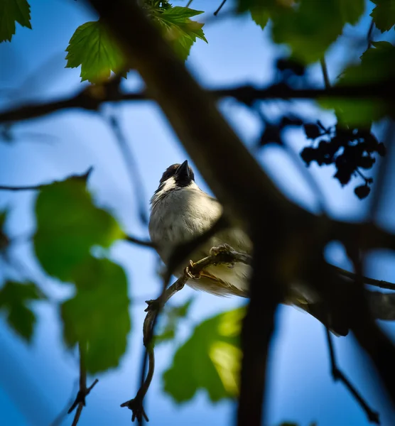 Pták Větvi Stromu — Stock fotografie
