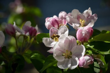 Bahçedeki güzel çiçekler