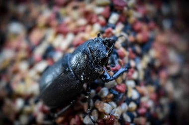 Siyah beyaz bir böceğin yakın çekimi.