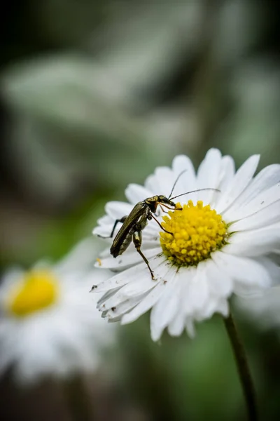 stock image a closeup shot of a fly on a flower