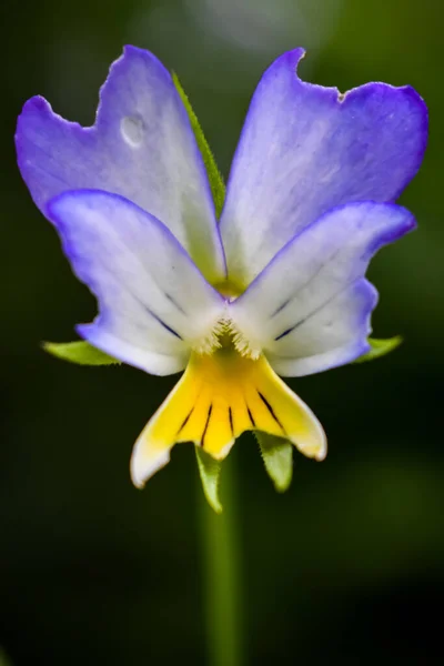 Close Flor Azul Branco — Fotografia de Stock