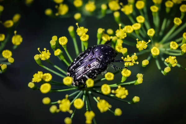 Escarabajo Naturaleza —  Fotos de Stock