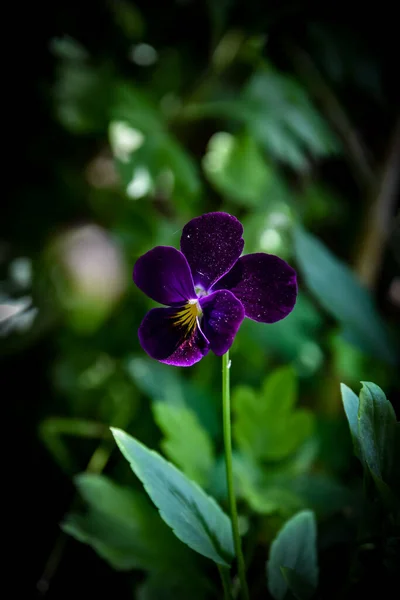 Hermosa Flor Orquídea Púrpura Jardín —  Fotos de Stock