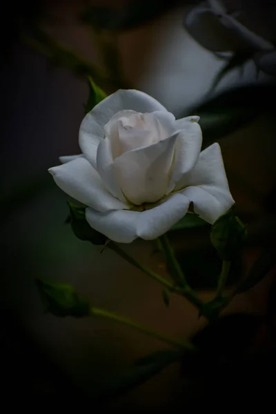 Weiße Rose Mit Schwarzem Hintergrund — Stockfoto