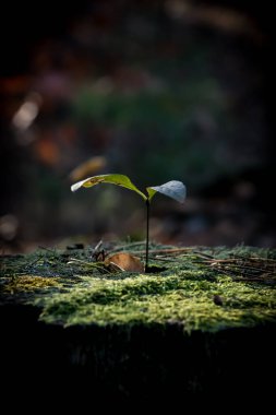 Ormanda, yerde büyüyen küçük bir bitkinin yakın çekimi.