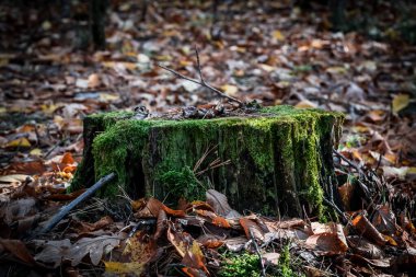 Sonbahar ormanlarında yere düşen yapraklar, seçici bir odak noktası.