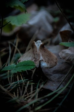 Ormandaki bir mantarın yakın plan çekimi.