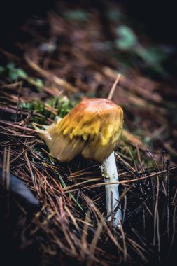 Çimlerin üzerinde bir mantara yakın.