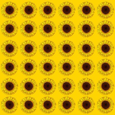 Sarı Arkaplanda Kusursuz Ayçiçeği Deseni