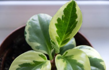 Peperomia obtusifolia bir tencerede beyaz arka planda bir pencere pervazında, kapalı bir çiçeğin yeşil yaprakları yakın plan üst manzara