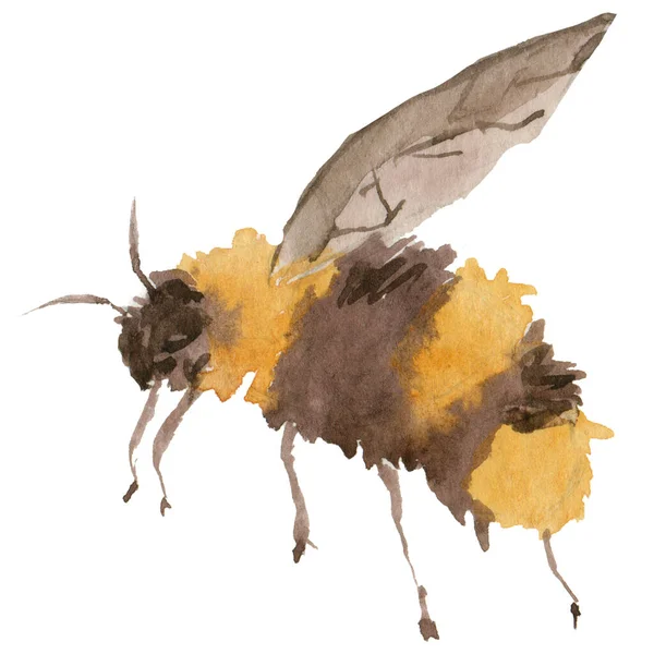 Včela Malována Akvarelem Bílém Pozadí Pro Váš Design Pro Jarní — Stock fotografie