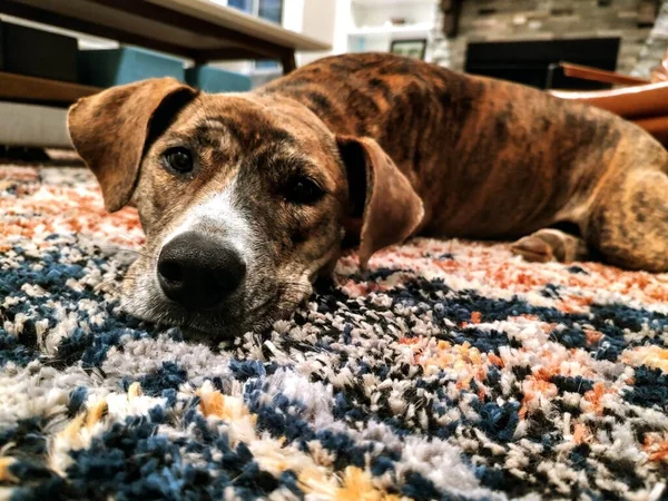 Bailey Brindle Rescue Dog — Stock Photo, Image