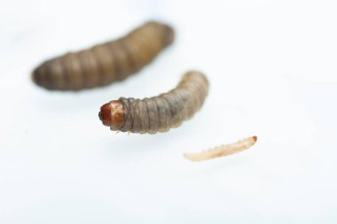 Daha büyük balmumu güvesi Galleria Mellonella, beyaz bir tırtılın yakın plan üzerinde