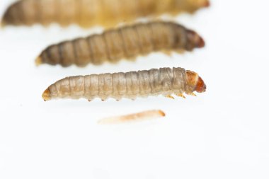 Daha büyük balmumu güvesi Galleria Mellonella, beyaz bir tırtılın yakın plan üzerinde