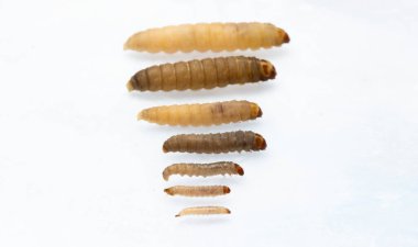 Daha büyük balmumu güvesi Galleria Mellonella, beyaz bir tırtılın yakın plan üzerinde