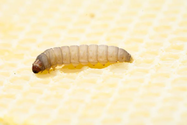 stock image The greater wax moth Galleria mellonella, close up of a white caterpillar on a light background